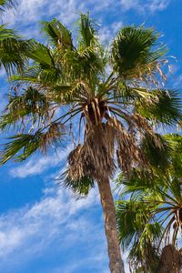 Preview wallpaper palm trees, tropics, bottom view, nature