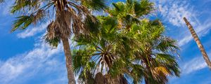 Preview wallpaper palm trees, tropics, bottom view, nature