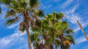 Preview wallpaper palm trees, tropics, bottom view, nature