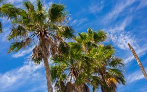 Preview wallpaper palm trees, tropics, bottom view, nature