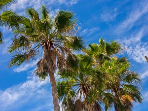 Preview wallpaper palm trees, tropics, bottom view, nature