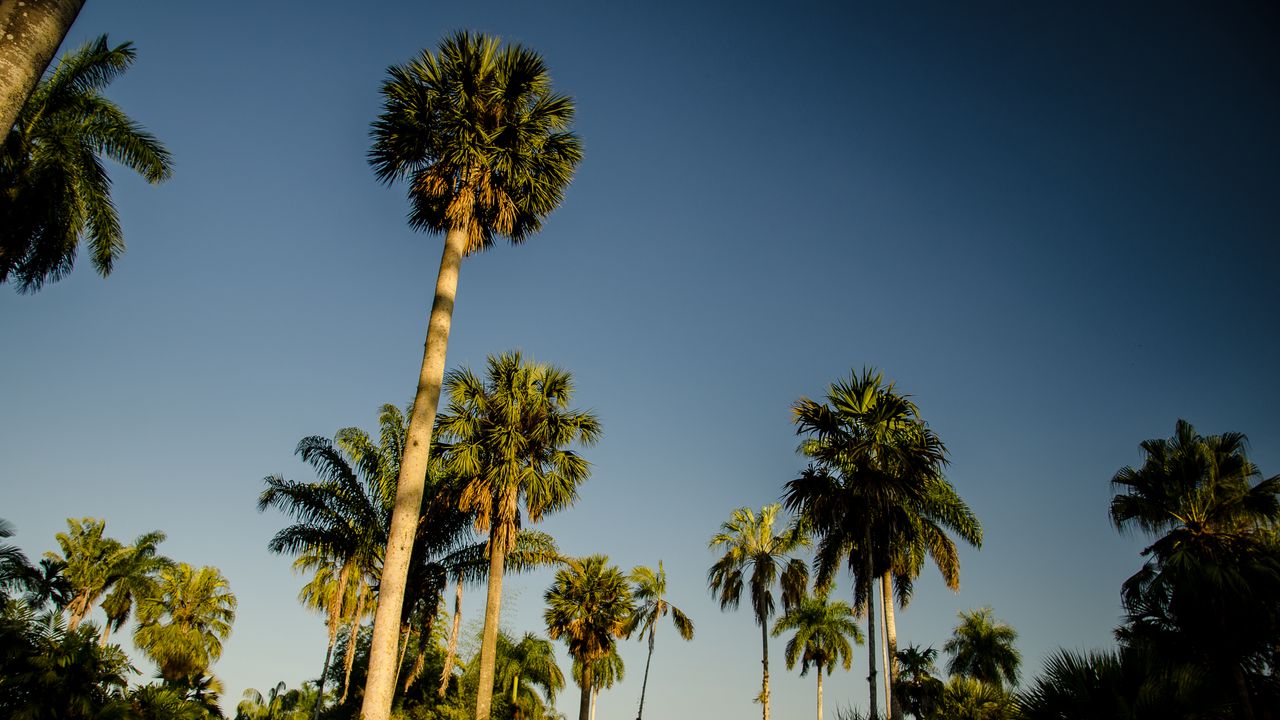 Wallpaper palm trees, tropics, bottom view, sky