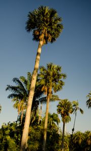 Preview wallpaper palm trees, tropics, bottom view, sky