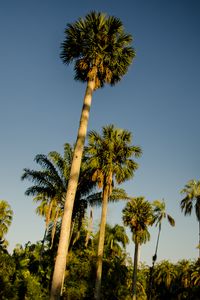 Preview wallpaper palm trees, tropics, bottom view, sky