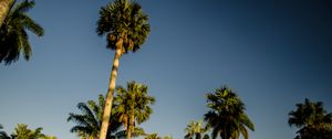 Preview wallpaper palm trees, tropics, bottom view, sky