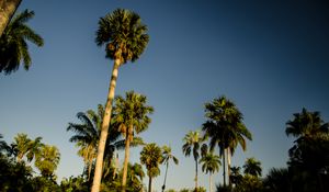 Preview wallpaper palm trees, tropics, bottom view, sky