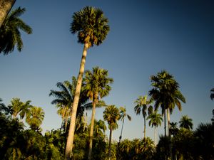 Preview wallpaper palm trees, tropics, bottom view, sky