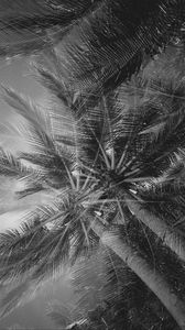 Preview wallpaper palm trees, tropics, branches, bw, bottom view