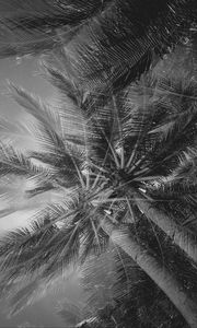 Preview wallpaper palm trees, tropics, branches, bw, bottom view