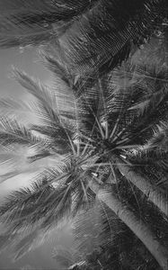 Preview wallpaper palm trees, tropics, branches, bw, bottom view