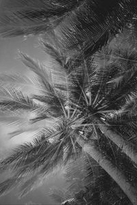 Preview wallpaper palm trees, tropics, branches, bw, bottom view