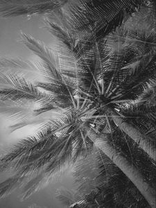 Preview wallpaper palm trees, tropics, branches, bw, bottom view