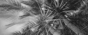 Preview wallpaper palm trees, tropics, branches, bw, bottom view