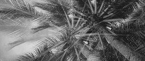 Preview wallpaper palm trees, tropics, branches, bw, bottom view