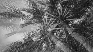 Preview wallpaper palm trees, tropics, branches, bw, bottom view