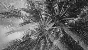 Preview wallpaper palm trees, tropics, branches, bw, bottom view