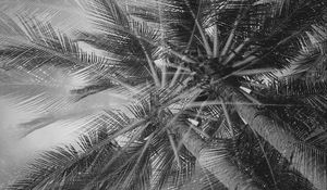 Preview wallpaper palm trees, tropics, branches, bw, bottom view