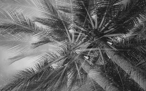 Preview wallpaper palm trees, tropics, branches, bw, bottom view