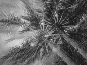 Preview wallpaper palm trees, tropics, branches, bw, bottom view