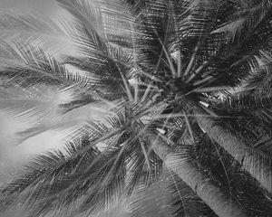 Preview wallpaper palm trees, tropics, branches, bw, bottom view