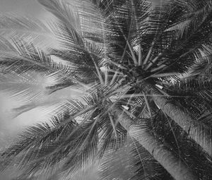 Preview wallpaper palm trees, tropics, branches, bw, bottom view