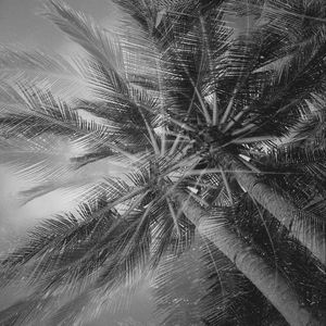 Preview wallpaper palm trees, tropics, branches, bw, bottom view