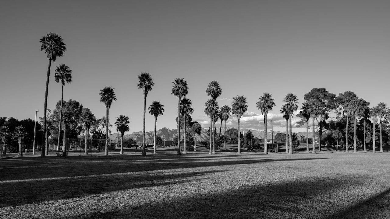 Wallpaper palm trees, tropics, bw, lawn