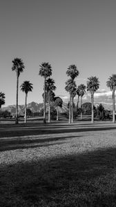 Preview wallpaper palm trees, tropics, bw, lawn