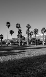 Preview wallpaper palm trees, tropics, bw, lawn