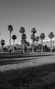 Preview wallpaper palm trees, tropics, bw, lawn