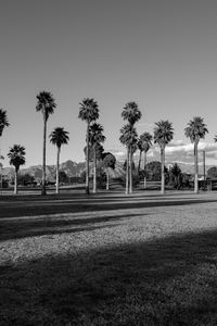 Preview wallpaper palm trees, tropics, bw, lawn