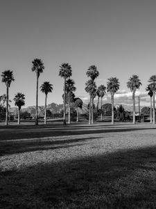Preview wallpaper palm trees, tropics, bw, lawn