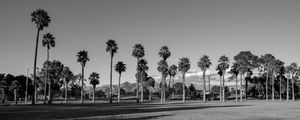 Preview wallpaper palm trees, tropics, bw, lawn