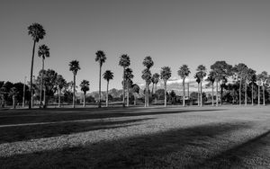 Preview wallpaper palm trees, tropics, bw, lawn