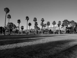 Preview wallpaper palm trees, tropics, bw, lawn