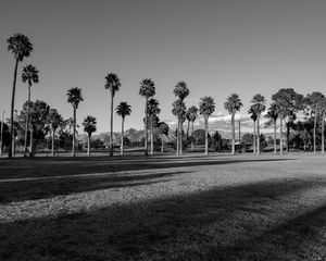 Preview wallpaper palm trees, tropics, bw, lawn