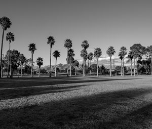 Preview wallpaper palm trees, tropics, bw, lawn