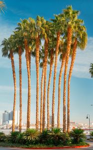Preview wallpaper palm trees, tropics, city