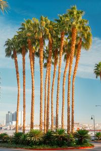 Preview wallpaper palm trees, tropics, city