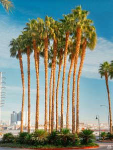 Preview wallpaper palm trees, tropics, city