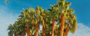 Preview wallpaper palm trees, tropics, city