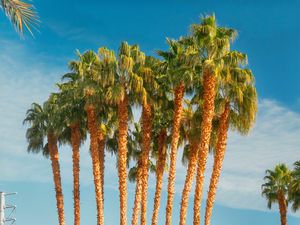 Preview wallpaper palm trees, tropics, city