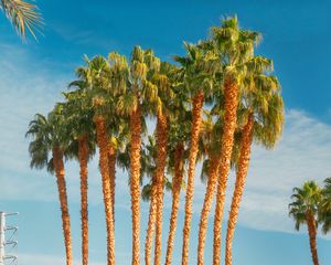 Preview wallpaper palm trees, tropics, city