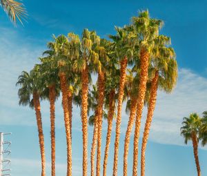 Preview wallpaper palm trees, tropics, city