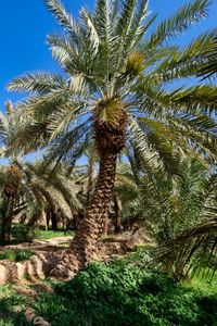 Preview wallpaper palm trees, tropics, nature