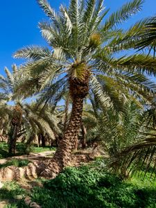 Preview wallpaper palm trees, tropics, nature