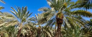 Preview wallpaper palm trees, tropics, nature