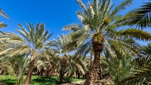 Preview wallpaper palm trees, tropics, nature