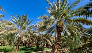 Preview wallpaper palm trees, tropics, nature