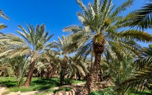 Preview wallpaper palm trees, tropics, nature